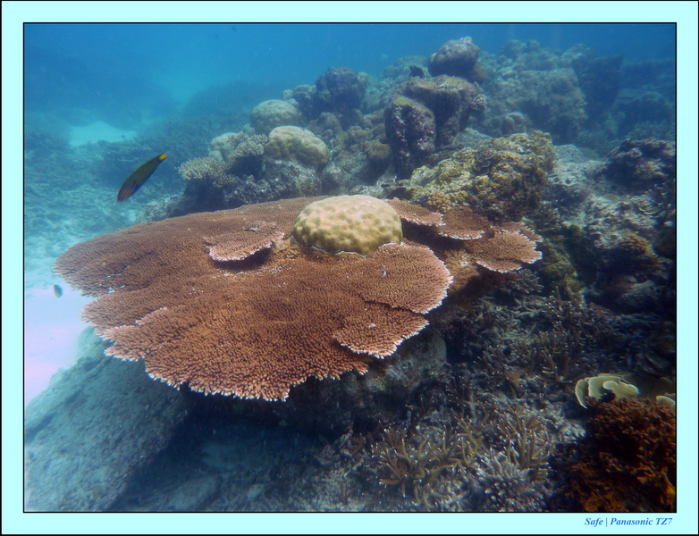 2009   07   Perhentians 036